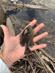 Lepomis miniatus