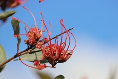 Grevillea decora decora