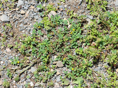 Medicago polymorpha