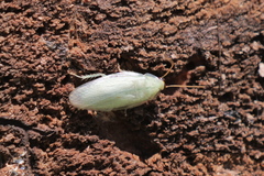 Panchlora