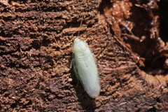 Panchlora