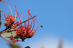 Grevillea decora decora