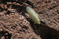 Panchlora