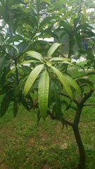 Alstonia scholaris