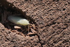 Panchlora
