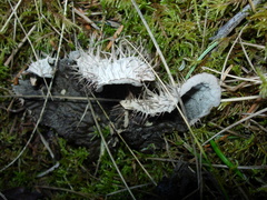 Peltigera rufescens