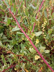 Muehlenbeckia hastulata