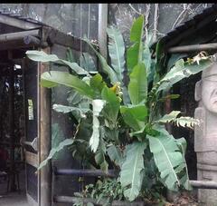 Musa balbisiana