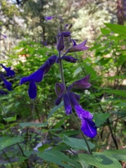 Salvia concolor