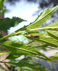 Zelus renardii