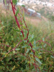Muehlenbeckia hastulata