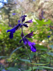 Salvia concolor