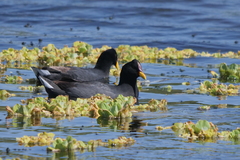 Fulica rufifrons