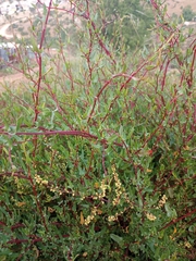 Muehlenbeckia hastulata