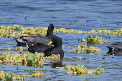 Fulica rufifrons