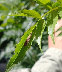 Zelus renardii