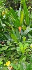 Heliconia psittacorum