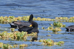 Fulica rufifrons