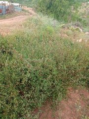 Muehlenbeckia hastulata