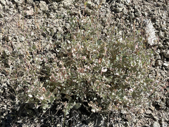 Atriplex barclayana