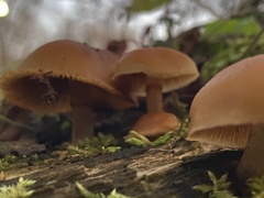 Galerina marginata