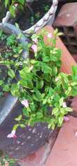 Torenia