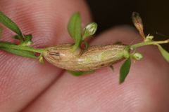 Neolasioptera ramuscula