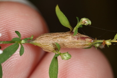 Neolasioptera ramuscula