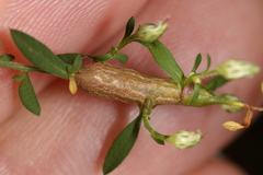 Neolasioptera ramuscula