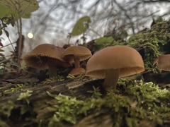 Galerina marginata