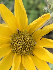 Phenacoccus solenopsis