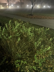 Ligustrum ovalifolium