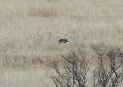 Tympanuchus phasianellus