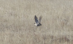 Tympanuchus phasianellus