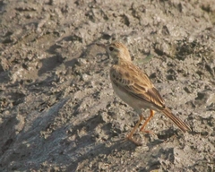 Anthus godlewskii