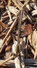 Argia immunda
