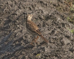 Anthus godlewskii