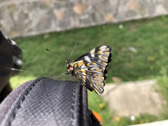 Catasticta teutila