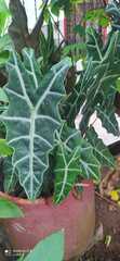 Alocasia amazonica
