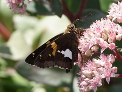 Epargyreus clarus