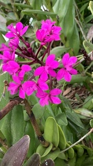 Epidendrum jamiesonis