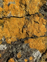 Chrysothrix candelaris