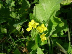 Rhamphospermum arvense