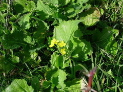 Rhamphospermum arvense