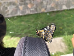 Catasticta teutila