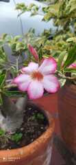 Adenium
