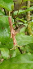 Alseuosmia macrophylla