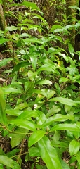 Alseuosmia macrophylla