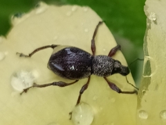 Metapocyrtus adspersus