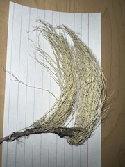Usnea scabrata